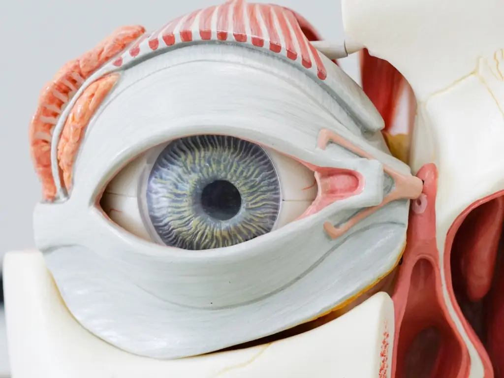 Anatomia dos Olhos: Estrutura, Funções e Cuidados Essenciais